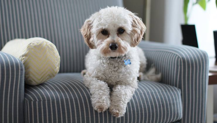 cane sulla poltrona in una casa pulita 