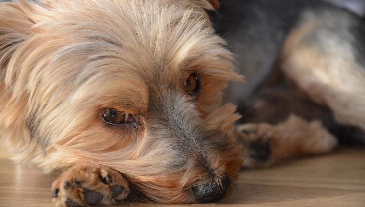 cane triste piange di notte 