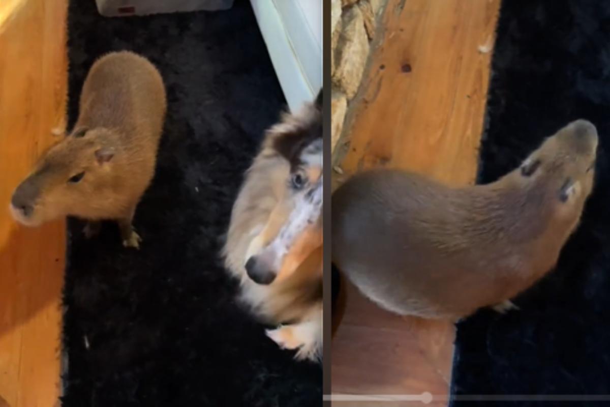 Il capibara Pumpkin esegue le piroette in compagnia del cane in un video che ha fatto impazzire il web