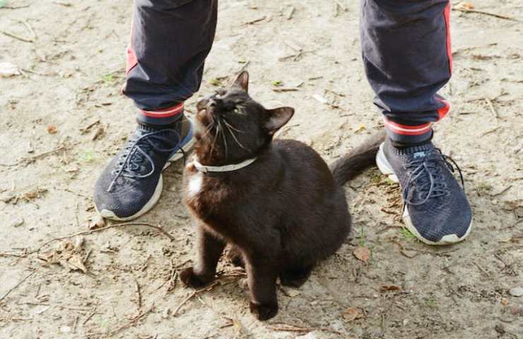 gatto vuole attenzioni