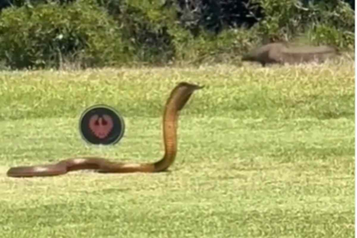 Un cobra ha scatenato il panico nel campo da golf