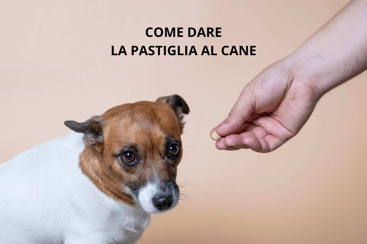 Cane infastidito