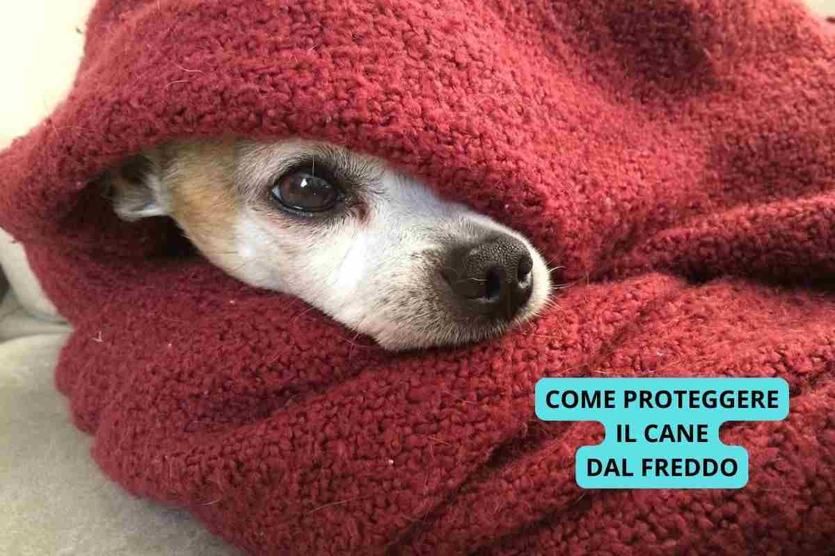 Cane Chihuahua che cerca di proteggere sé stesso dal freddo
