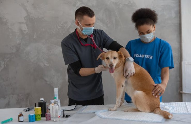 Sterilizzare il tuo cane
