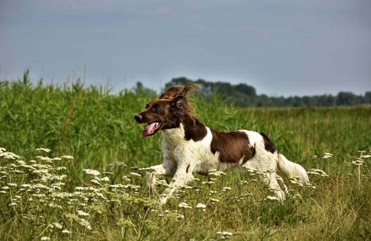 Il tuo cane corre avanti e indietro