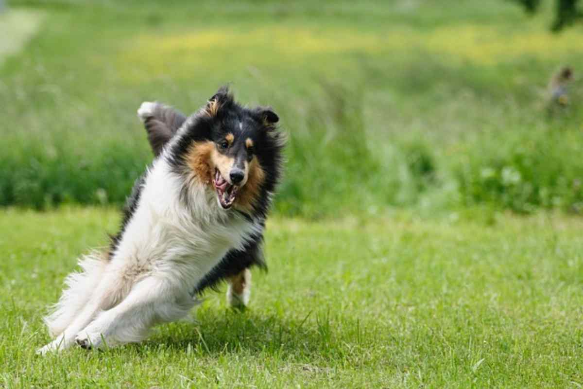 Il tuo cane corre avanti e indietro