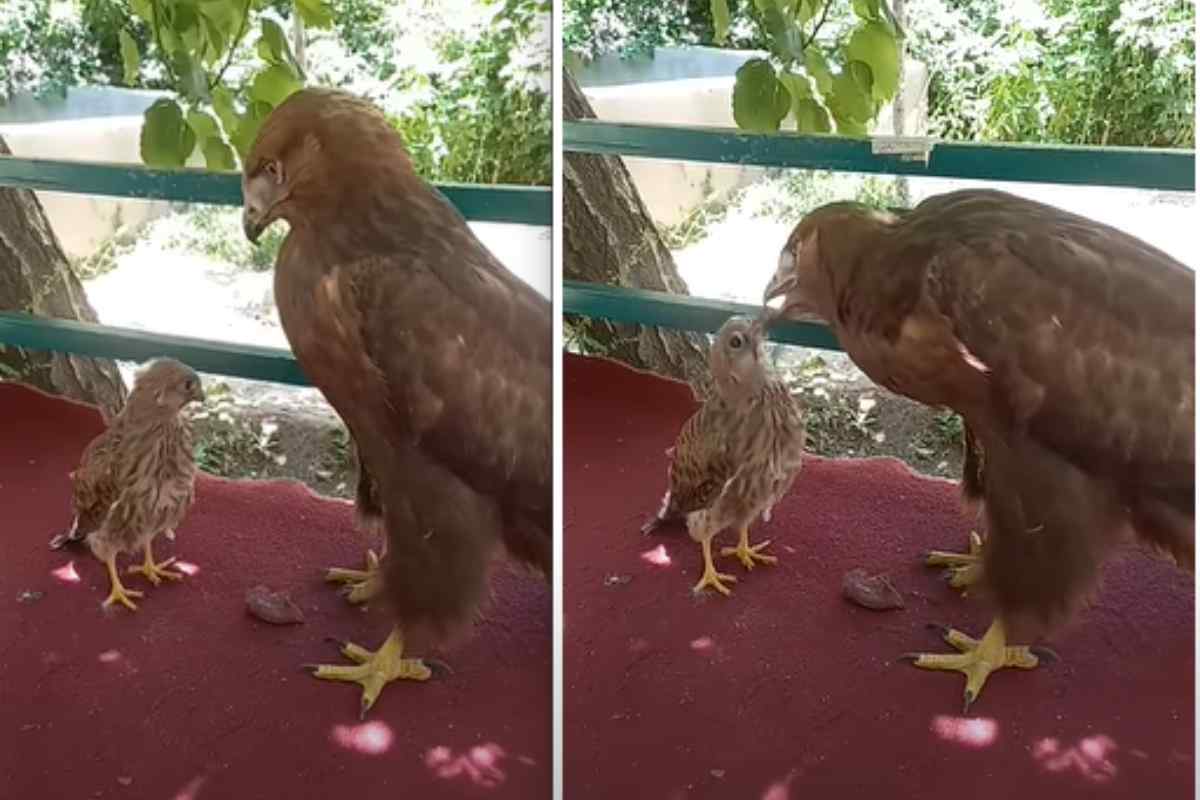 il cucciolo di falco crede che l'aquila sia la mamma