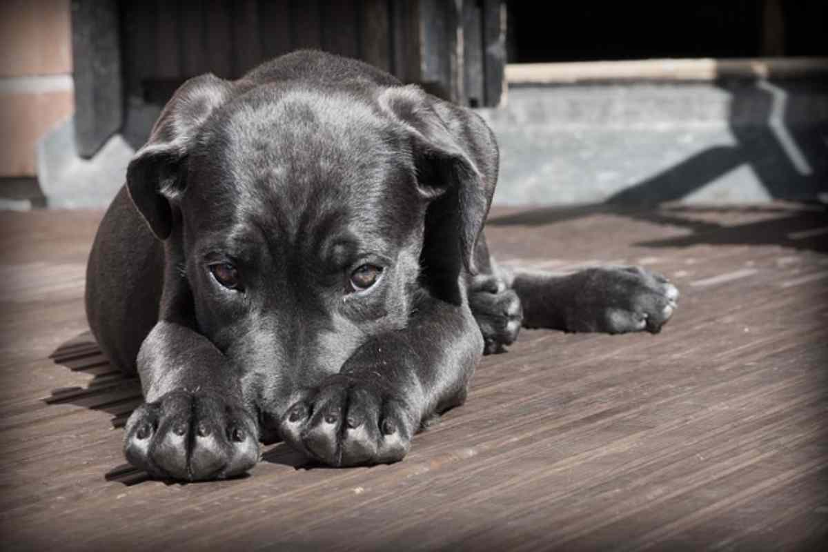 Calcolare l'età del cane