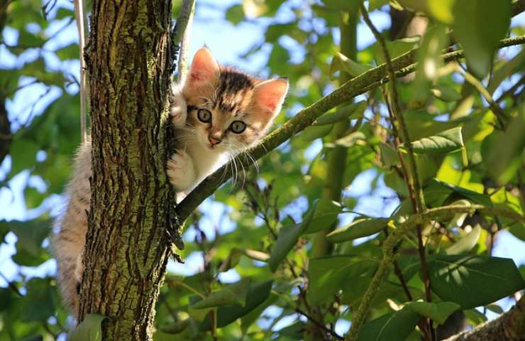 Il tuo gatto si lancia nel vuoto?