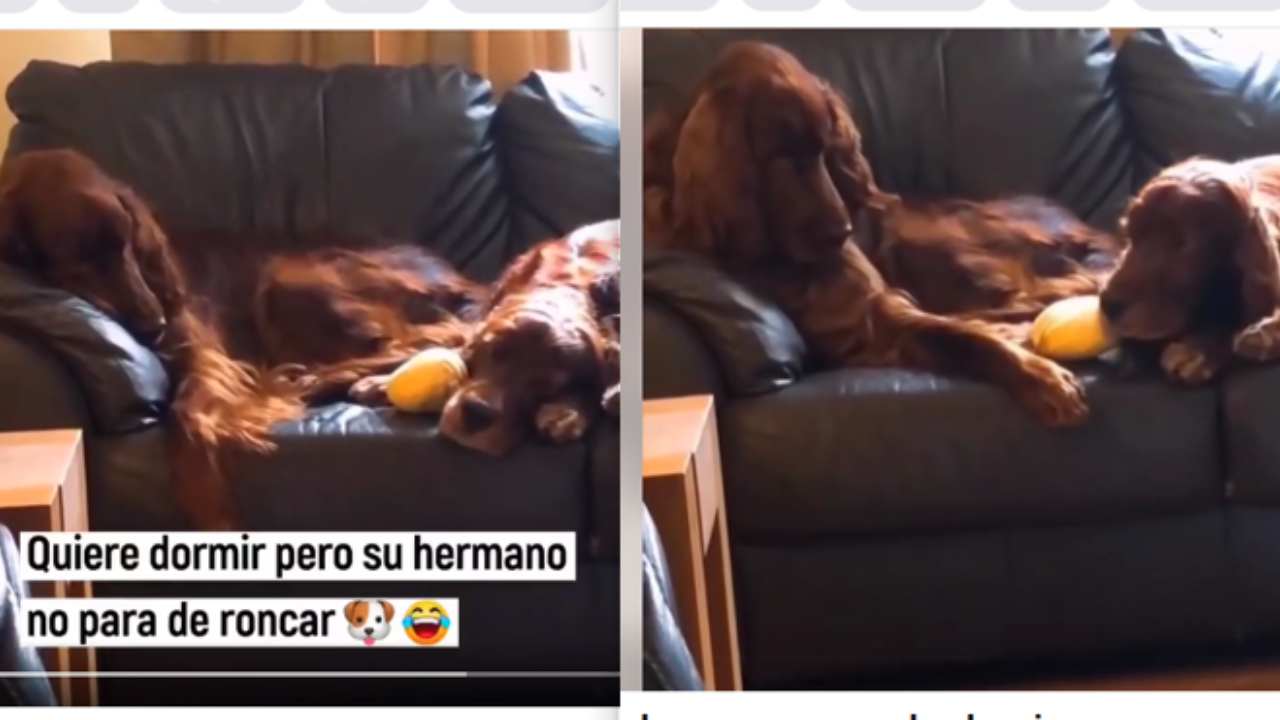 La reazione del cane al russare del fratello mentre cerca di dormire