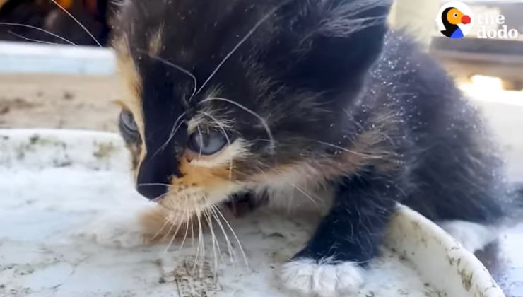 la piccola gattina, uscita dai cespugli per chiedere aiuto, beve l'acqua