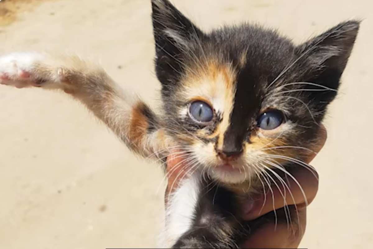 la piccola gattina è uscita dai cespugli per chiedere aiuto