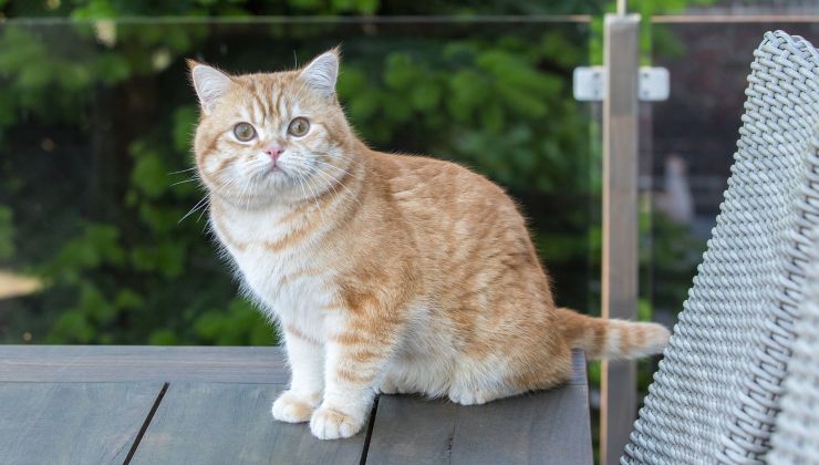 il gatto ha mangiato una cimice