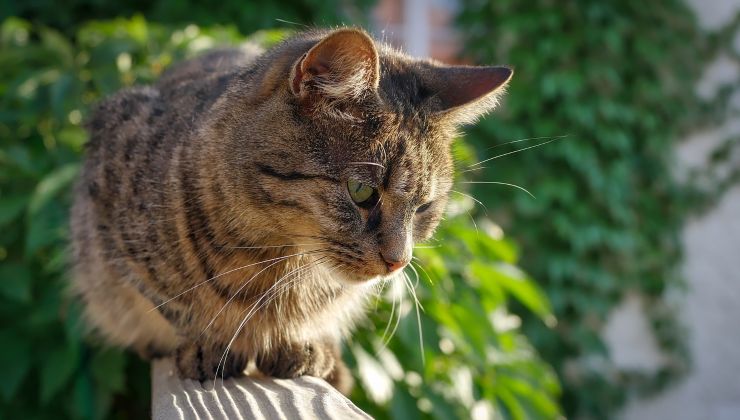 ecco a cosa fare attenzione se il gatto ha mangiato la cimice