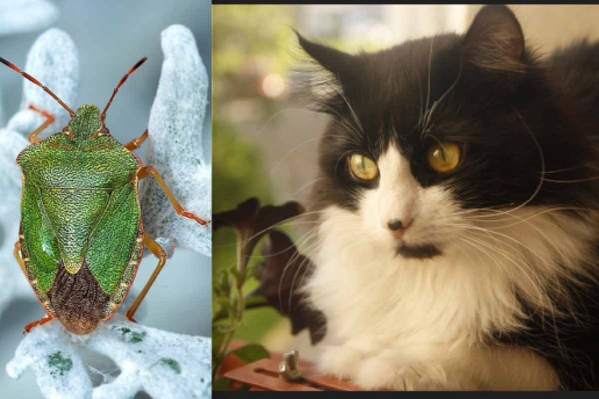 cosa fare se il gatto ha mangiato una cimice