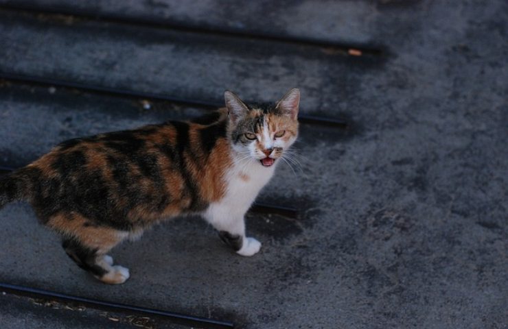 Il gatto miagola quando ti vede