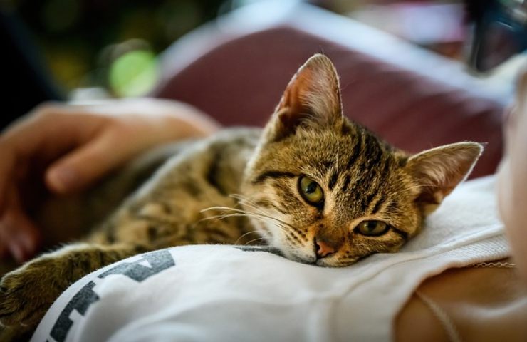 È più dolce un gattino o una gattina