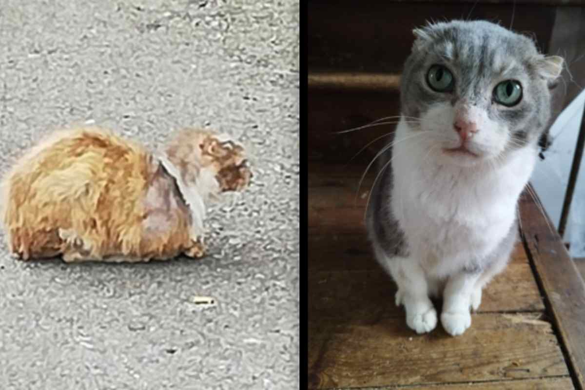 la trasformazione del gatto randagio
