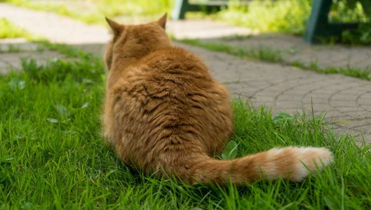 gatto rosso in giardino non vuole che gli tocchi la coda 