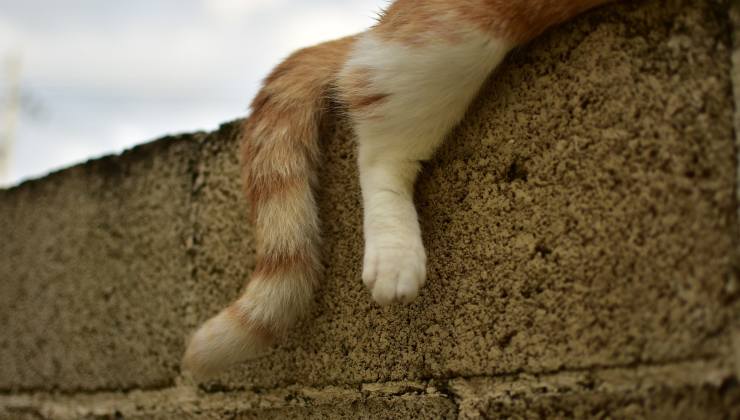 gatto rosso sdraiato su un muretto 