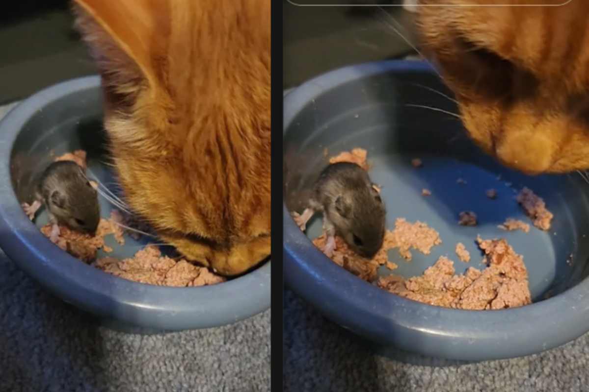 gatto topo condividono pasto