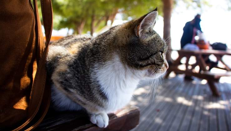 gatto vorrebbe mangiare ossa di pollo 