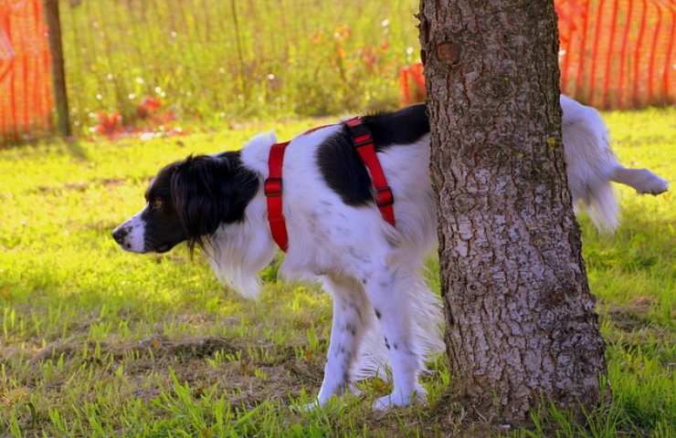 Il tuo cane puzza di pesce