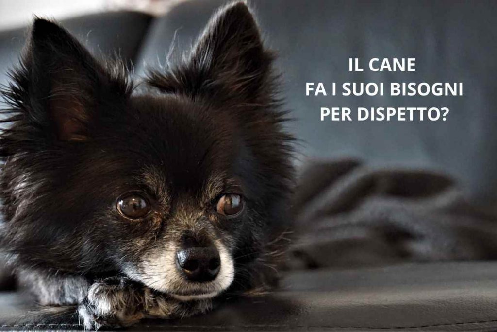 Il cane fa i suoi bisogni per dispetto è davvero così?