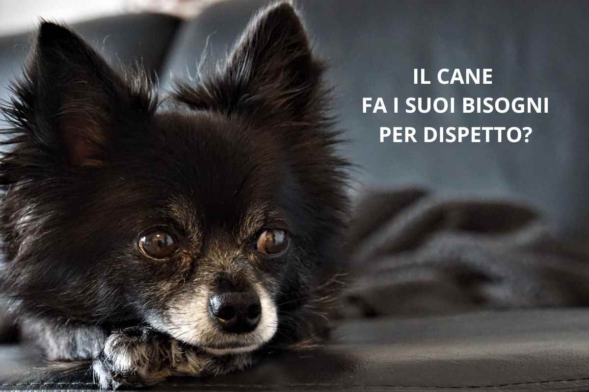 Chihuahua nero sul divano