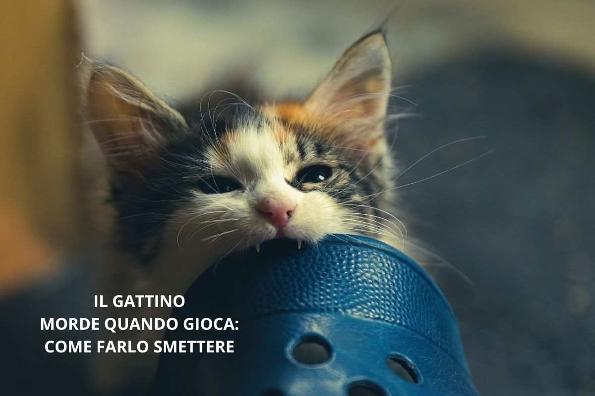 un gattino morde mentre sta giocando