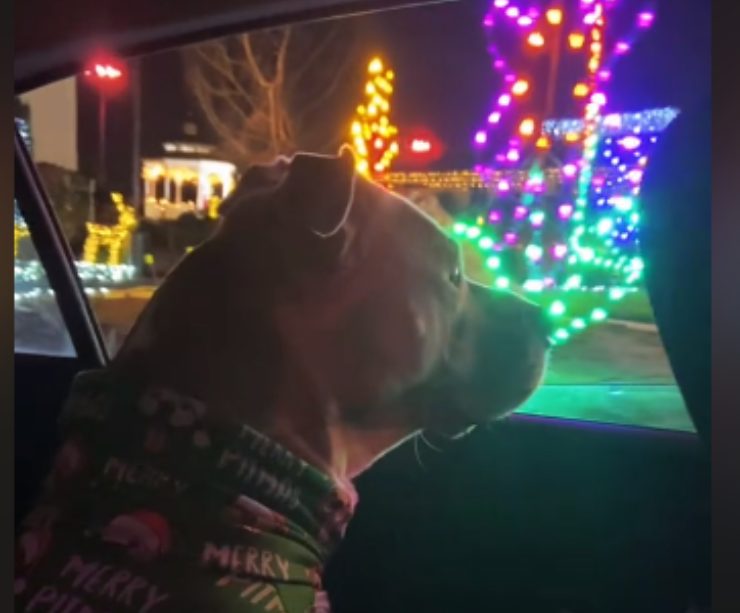 L'espressione della cagnolina mentre guarda le luci di Natale