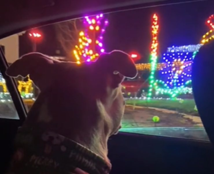 L'espressione della cagnolina mentre guarda le luci di Natale