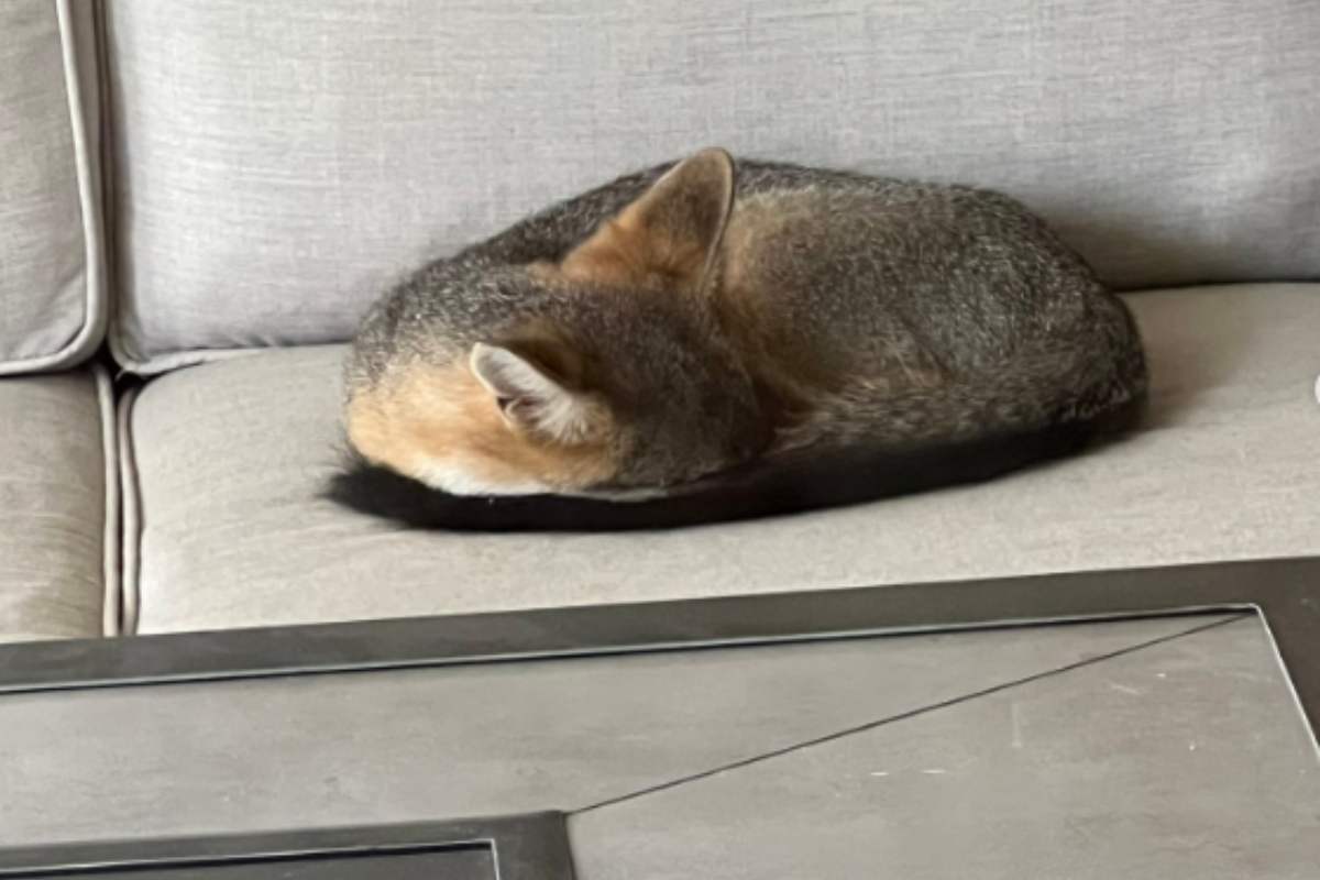 gatto randagio addormentato divano