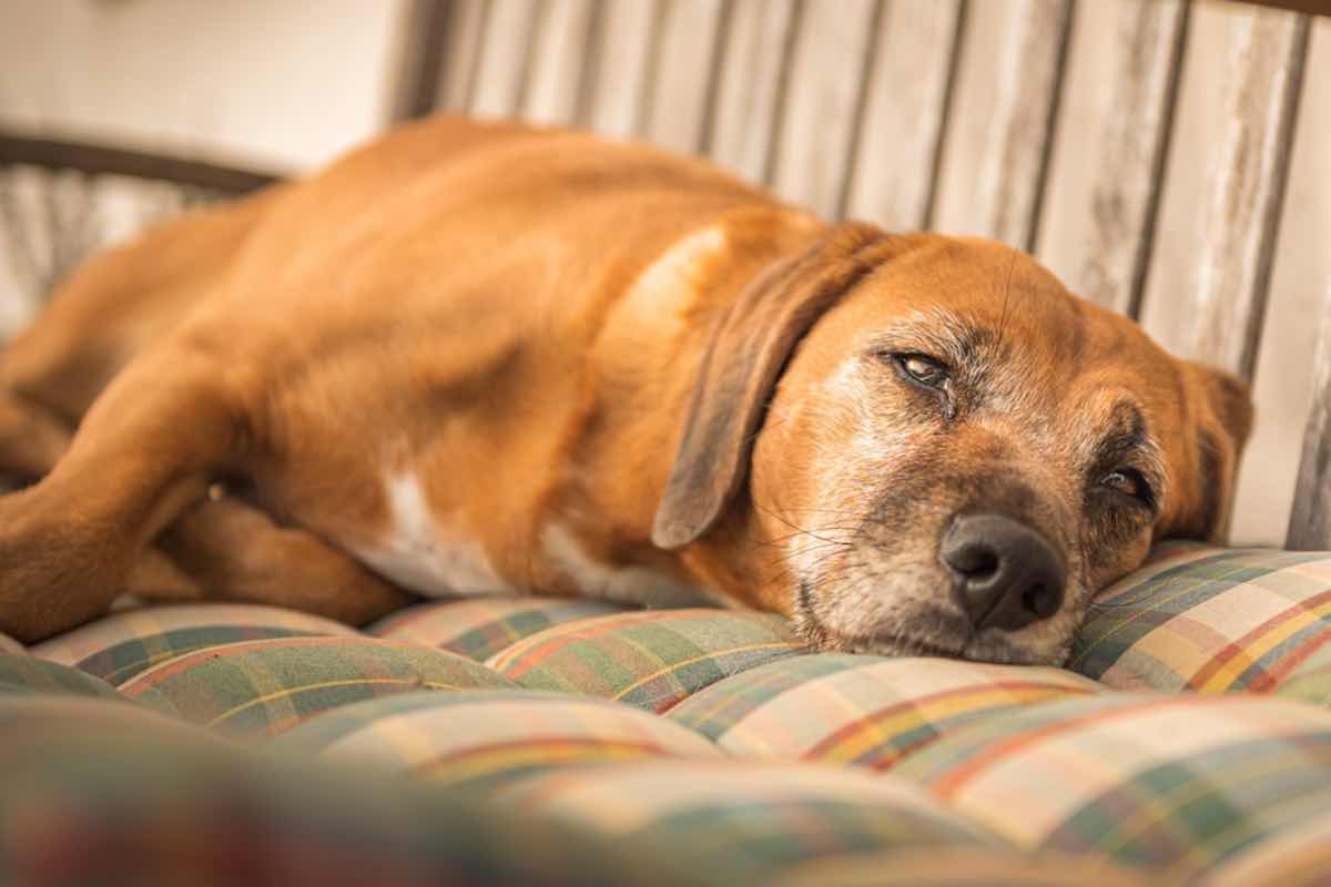 Cane sdraiato sul divano con problemi di digestione
